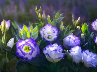 Пазл «Эустома»