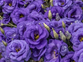 Пазл «Эустома»