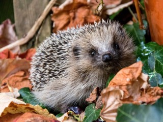 Пазл «Ежик»