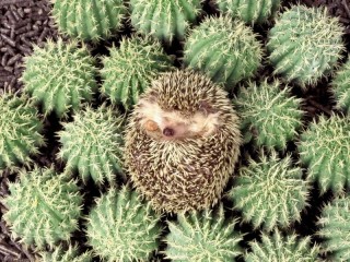 Пазл «Ежики»