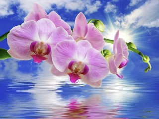 Пазл «Фаленопсис»