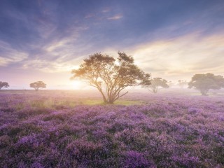 Пазл «Фиолетовые поля»
