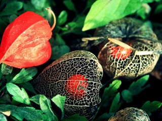 Пазл «Физалис»