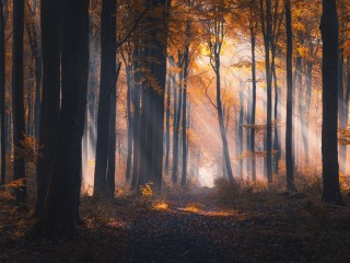 Пазл «Forest story»