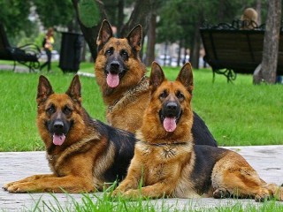 Пазл #32522