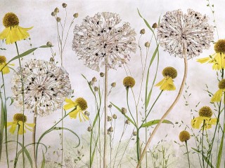 Пазл «Гербарий»