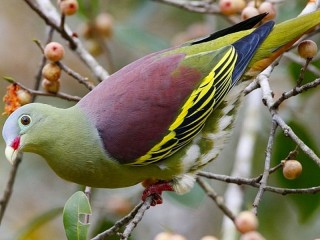 Пазл «Голубь»