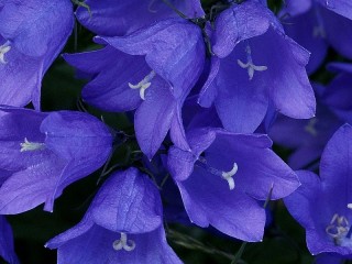 Пазл #34692