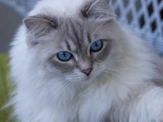 Пазл #66786