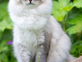 Пазл #15581
