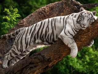 Пазл «Голубоглазый тигр»