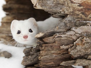 Пазл #38566