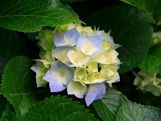 Пазл «Гортензия»