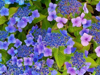 Пазл «Гортензия»