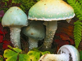 Пазл «Гриб строфария»