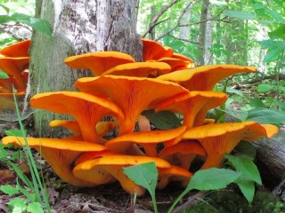 Пазл «Грибы»