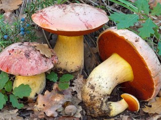 Пазл «Грибы»