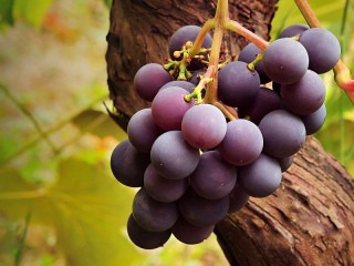 Пазл «Гроздь винограда»