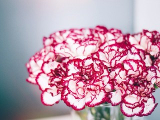 Пазл «Махровые гвоздики»