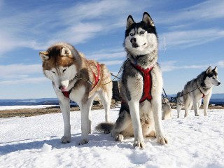 Пазл «Хаски»