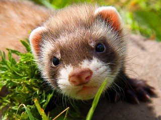 Пазл «Хорёк»