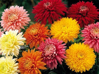 Пазл «Хризантемы»