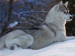 Пазл #5426