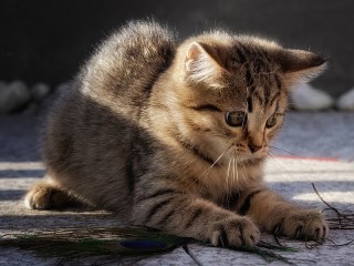 Пазл «Играющий котёнок»