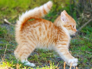 Пазл «Игривый котёнок»