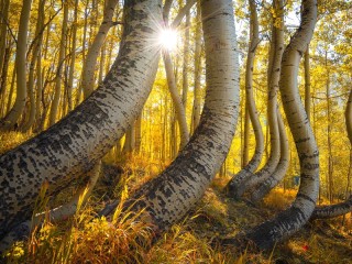 Пазл «Изогнутые берёзы»