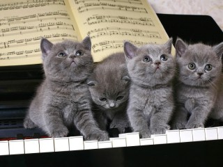 Пазл «John, Paul, George and Ringo»