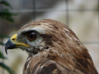 Пазл «Канюк»