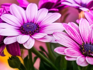 Пазл «Капская маргаритка»