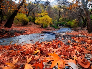 Пазл «Кленовые листья»
