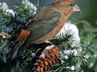 Пазл «Клест»