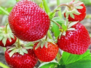 Пазл «Клубника»