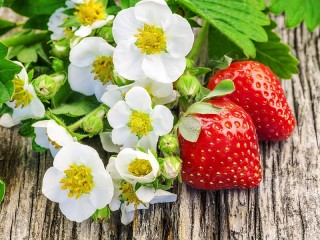 Пазл «Клубника»