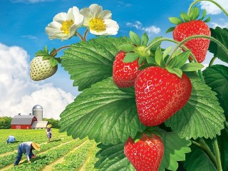 Пазл «Клубника»