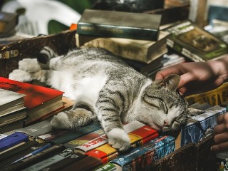 Пазл #46910