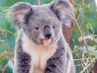 Пазл «Коала»