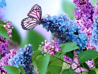 Пазл «Коллаж сирень»