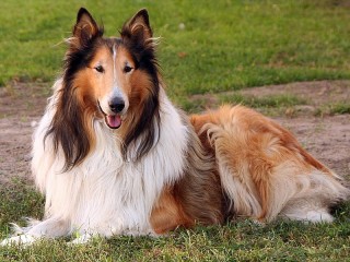 Пазл «Колли»