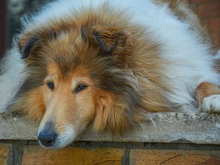 Пазл «Колли»