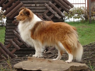 Пазл #61336