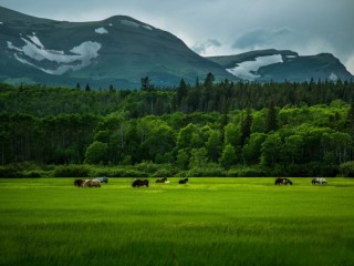 Пазл «Кони в поле»