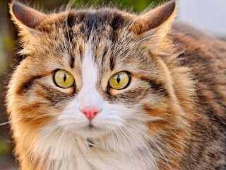 Пазл «Кошачий взгляд»