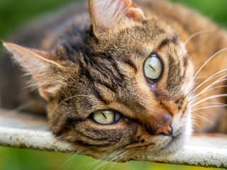 Пазл «Кошачий взгляд»