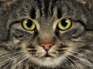 Пазл «Кошачий взгляд»