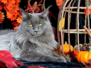 Пазл «Кот»