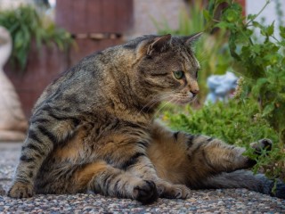 Пазл «Кот»